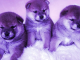 Dogecoin, Bonk and Shiba Inu Combine for $25 Billion in Monthly Trading Volume