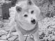 Kabosu, the Shiba Inu Behind the Iconic Meme, Dies at 18